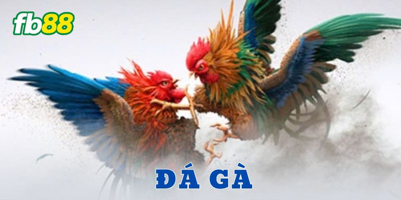 Đá gà FB88 – Cú nổ cá cược khiến dân chơi phát sốt 1 Thế giới đá gà: Từ truyền thống đến công nghệ số