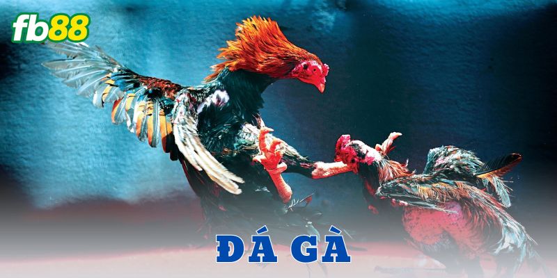 Đá gà FB88 – Cú nổ cá cược khiến dân chơi phát sốt 2 Hướng dẫn tân thủ tham gia đá gà FB88