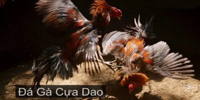 Đá Gà Cựa Dao - Trải Nghiệm Đầy Kịch Tính Tại Nhà Cái NOHU