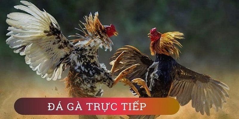 Trực Tiếp Đá Gà Thomo - Trải Nghiệm Gay Cấn Số 1 Tại NOHU 1 Giới thiệu sân chơi trực tiếp đá gà Thomo gay cấn
