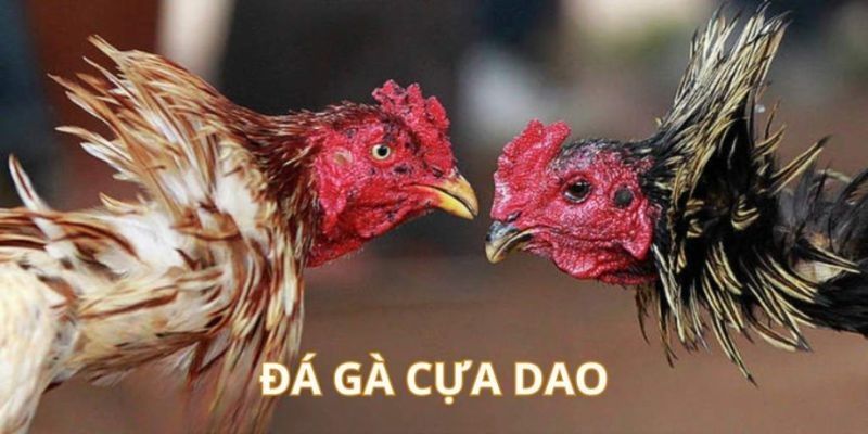 Đá Gà Cựa Dao Trực Tiếp - Mẹo Chọn Kê Chuẩn Thưởng Khủng 1 Đá gà cựa dao trực tiếp là gì?