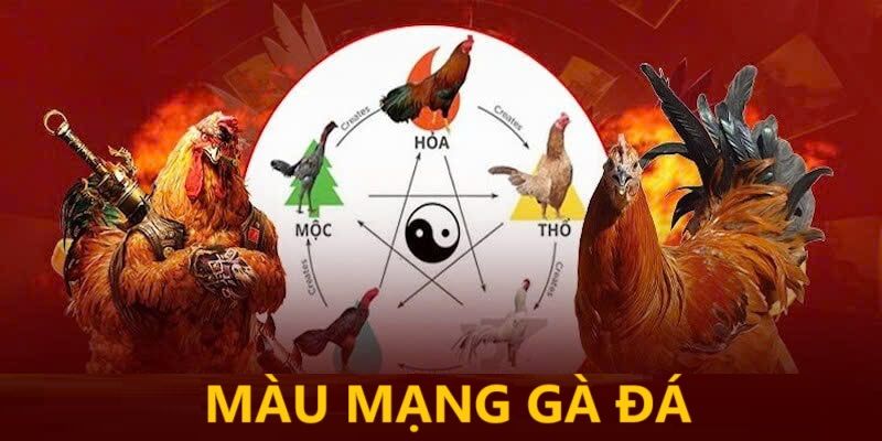 Màu Mạng Gà Là Gì? Cách Xem Chính Xác, Chuẩn Chuyên Gia 2 Màu mạng gà ảnh hưởng như thế nào tới phong độ