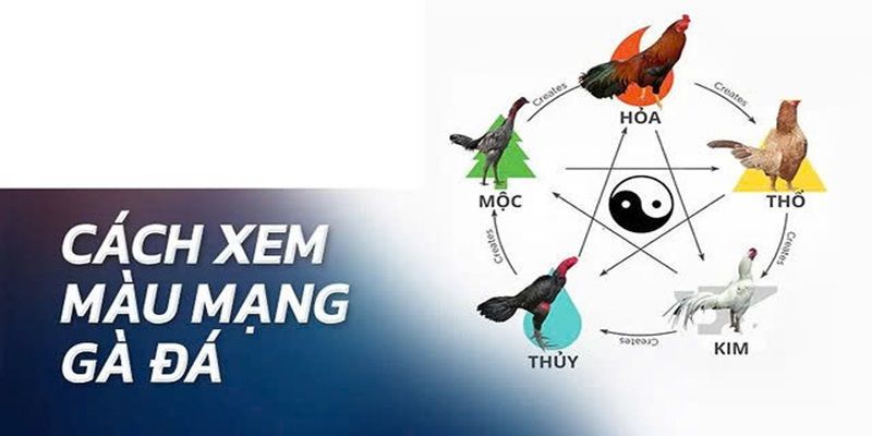 Màu Mạng Gà Là Gì? Cách Xem Chính Xác, Chuẩn Chuyên Gia 3 Cách xem màu mạng gà đơn giản, chính xác chuẩn chuyên gia