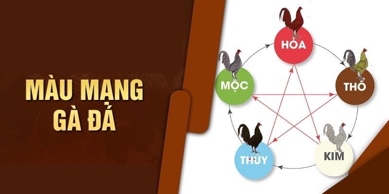 Màu Mạng Gà Là Gì? Cách Xem Chính Xác, Chuẩn Chuyên Gia 1 Màu mạng gà là gì?