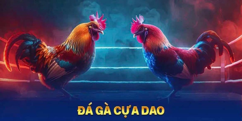 Đá Gà Cựa Dao Trực Tiếp - Mẹo Chọn Kê Chuẩn Thưởng Khủng 2 Luật chơi Đá gà cựa dao trực tiếp