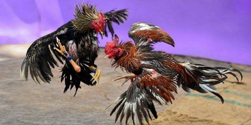 Trực Tiếp Đá Gà Thomo - Trải Nghiệm Gay Cấn Số 1 Tại NOHU 3 Luật chơi trực tiếp đá gà Thomo chi tiết