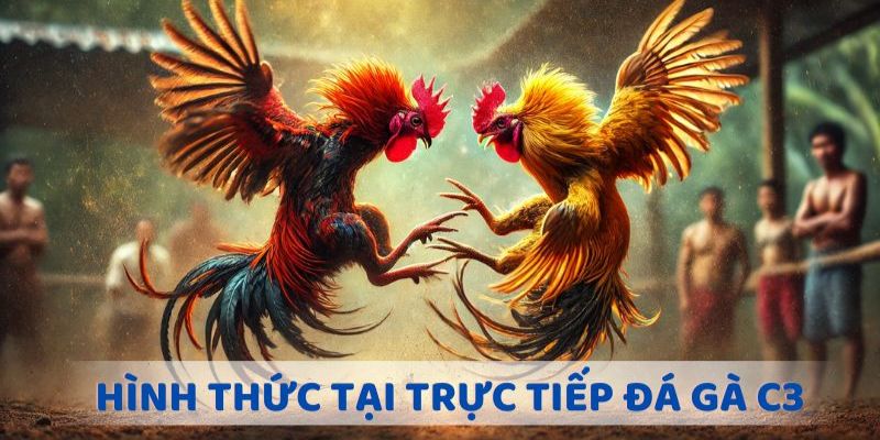 Đá Gà C3 Là Gì? Lý Do Giải Đấu Khiến Bet Thủ NOHU Mê Mẫn 3 Đa dạng hình thức thi đấu