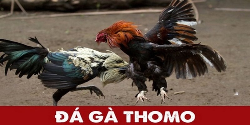 Đá Gà Thomo NOHU: Sân Chơi Đỉnh Cao Cho Bet Thủ Mê Chọi Kê 1 Đôi nét về đá gà Thomo NOHU