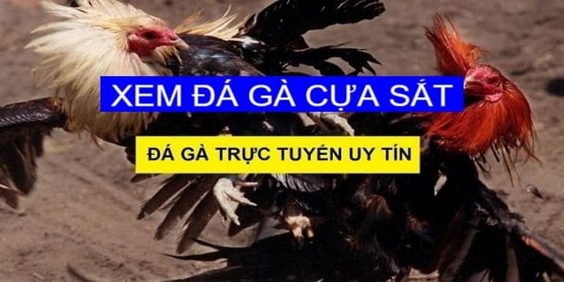 Đá Gà Cựa Sắt NOHU - Đấu Trường Rực Lửa Đầy Kịch Tính 3 Lý do đá gà cựa sắt NOHU được ưa chuộng