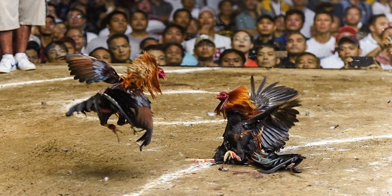 Đá Gà Thomo NOHU: Sân Chơi Đỉnh Cao Cho Bet Thủ Mê Chọi Kê 3 Một số kèo trải nghiệm hấp dẫn tại đá gà Thomo NOHU