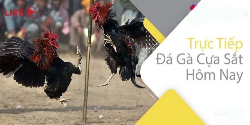 Đá Gà Cựa Sắt NOHU - Đấu Trường Rực Lửa Đầy Kịch Tính 1 Giới thiệu hình thức đá gà