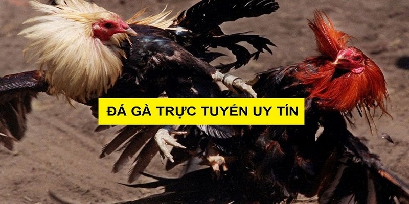 Giới Thiệu Địa Chỉ Xem Đá Gà Trực Tiếp Hôm Nay Miễn Phí 1 Xem đá gà trực tiếp hôm nay tại nhà cái NOHU