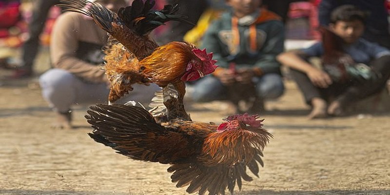 Hướng Dẫn Coi Đá Gà Trực Tiếp Miễn Phí Tại NOHU 1 Lý do nên coi đá gà trực tiếp tại NOHU?