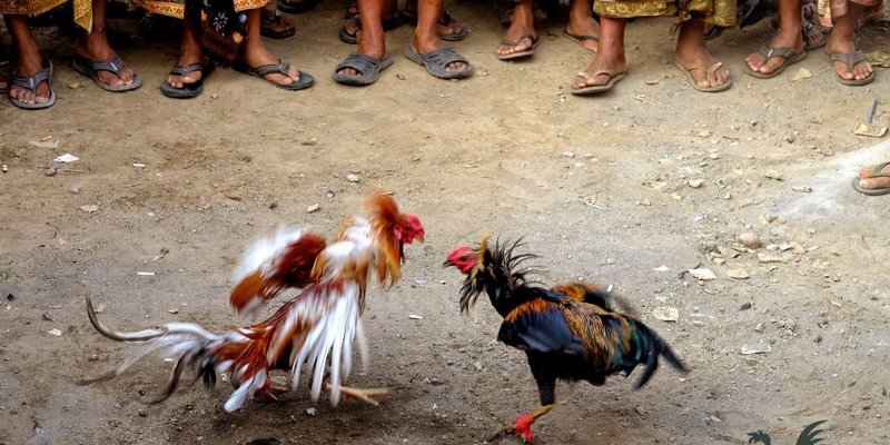 Ưu Điểm Của Đá Gà Trực Tiếp Thomo Ngày Hôm Nay 1 Đôi nét về đá gà trực tiếp Thomo ngày hôm nay