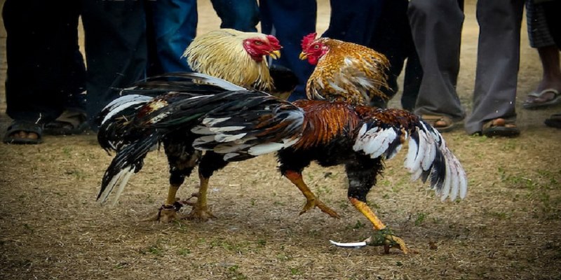 Những Điều Thú Vị Tại Đá Gà Trực Tiếp Thomo Hôm Nay 1 Giới thiệu về Đá gà trực tiếp Thomo hôm nay