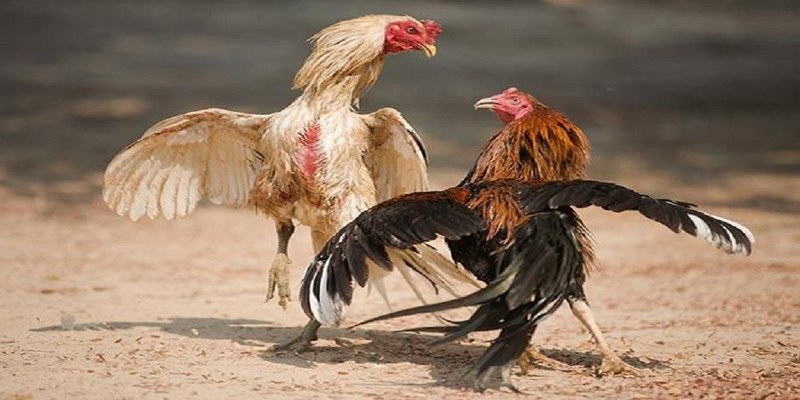 Ưu Điểm Của Đá Gà Trực Tiếp Thomo Ngày Hôm Nay 3 Cách đặt cược đá gà trực tiếp Thomo tại NOHU