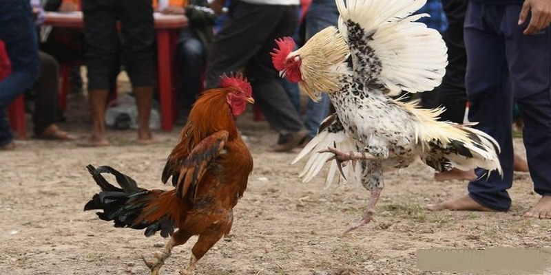 Hướng Dẫn Coi Đá Gà Trực Tiếp Miễn Phí Tại NOHU 2 Hướng dẫn cách coi đá gà trực tiếp miễn phí tại NOHU