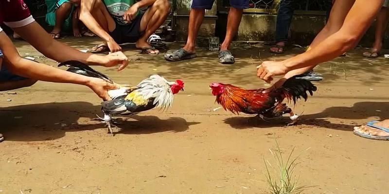 Trang Đá Gà Cựa Dao Trực Tiếp Hấp Dẫn Nhất Năm 2025 1 Đá gà cựa dao trực tiếp có những hình thức thi đấu nào?