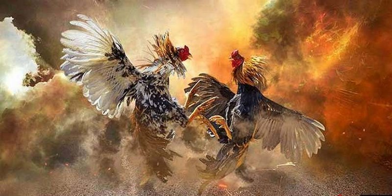 Những Điều Thú Vị Tại Đá Gà Trực Tiếp Thomo Hôm Nay 2 Luật chơi đá gà Thomo hôm nay