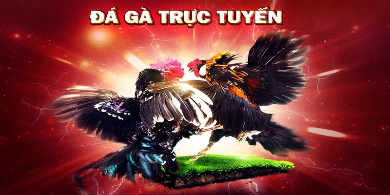 Địa Chỉ Coi Đá Gà Trực Tiếp Ngày Hôm Nay Uy Tín 1 NOHU - Địa chỉ coi đá gà trực tiếp ngày hôm nay uy tín