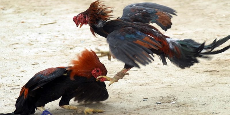 Những Điều Hấp Dẫn Của Đá Gà Trực Tiếp Ở Thomo 1 Giới thiệu về đá gà trực tiếp ở Thomo