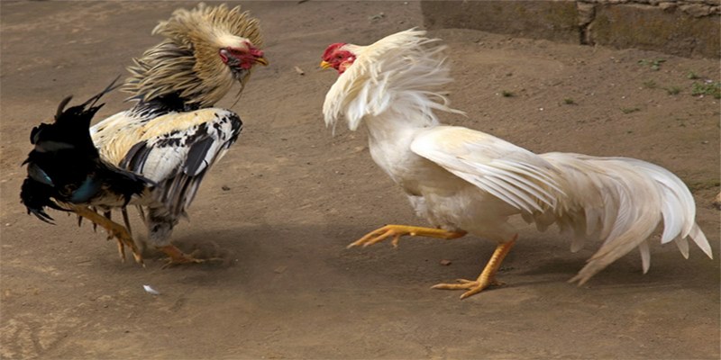 Những Điều Hấp Dẫn Của Đá Gà Trực Tiếp Ở Thomo 3 Ưu điểm đá gà trực tiếp ở Thomo tại NOHU