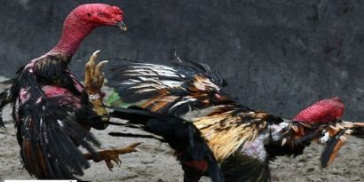 Khám Phá Trang Đá Gà Trực Tiếp NOHU Có Gì Thú Vị?