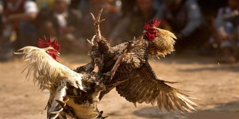 Khám Phá Trang Đá Gà Trực Tiếp NOHU Có Gì Thú Vị? 3 Hướng dẫn đăng ký thành viên tại NOHU