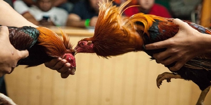 Khám Phá Trang Đá Gà Trực Tiếp NOHU Có Gì Thú Vị? 2 Những ưu điểm chỉ có tại trang đá gà trực tiếp NOHU