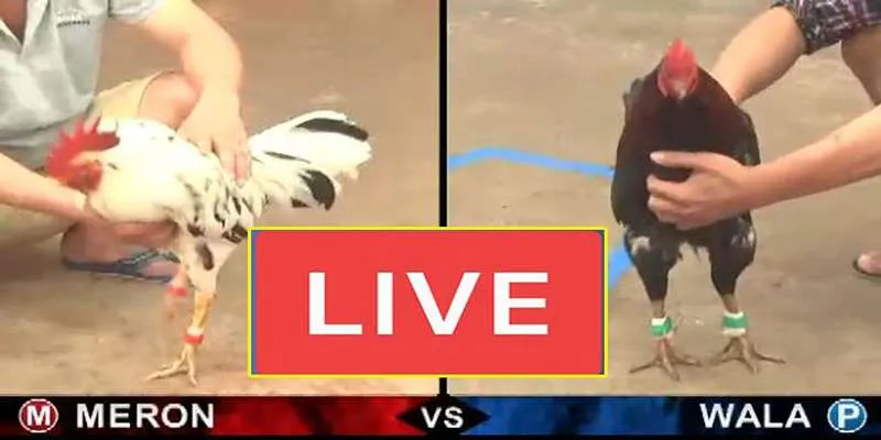 Đá Gà C1 - Giải Đấu Dành Cho Những Thần Kê Xuất Sắc Nhất 3 Nhà cái NOHU - lựa chọn uy tín để theo dõi và đặt cược đá gà C1